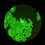 Fluorescence.microscope2.jpg