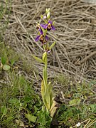 Ophrys apifera