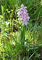 Anacamptis morio f. semialba plant Germany - Saarland