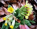 Primula veris (left) and P. elatior (right)