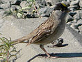 Golden-crowned Sparrow (Zonotrichia atricapilla)