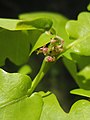 Female flowers on a long peduncle