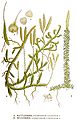 Lycopodium clavatum, Lycopodium annotinum