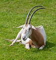 * Nomination Scimitar oryx at Chester Zoo --Mike Peel 14:51, 28 May 2022 (UTC) * Promotion  Support Good quality. --Poco a poco 20:35, 28 May 2022 (UTC)