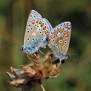 ♂ ♀ Polyommatus icarus (Common blues) mating