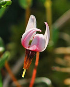 Cranberry Blossom (9180939392).jpg