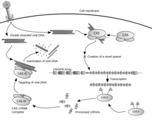 Crispr.png