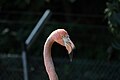 * Nomination: Head of a pink flamingo (Phoenicopterus roseus) at Mulhouse Zoo (Haut-Rhin, France). --Gzen92 08:27, 12 August 2024 (UTC) * * Review needed