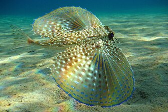 Un dactytóptero en el Mediterráneo en Ostkreta (Grecia).