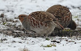 Grey partridge (40403937553).jpg