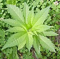 Hemp plant