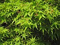 Japanese maple