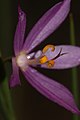 Olsynium douglasii