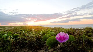 Parque Nacional Restinga de Jurubatiba - Luciano Thomazelli (01).jpg