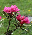 Rhododendron ferrugineum