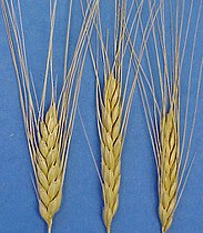 Triticum dicoccum (Emmer wheat)
