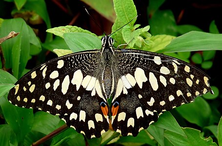 Papilio demoleus (Lime Butterfly)