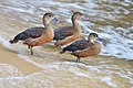 Weltvogelpark Walsrode (Walsrode Bird Park, Germany)