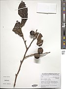 Diospyros monbuttensis-NMNH-14519803.jpg