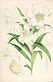 Lilium longiflorum