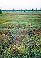 Sphagnum bog near Ottawa, Ontario, Canada.