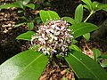 male flower, Hama-dori area, Fukushima pref., Japan