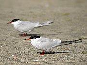 Sterna hirundo