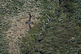 2021-01 Amsterdam Island - Dark-mantled sooty albatross 48.jpg