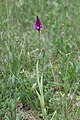 Anacamptis pyramidalis