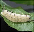 on a Lepidoptera larvae