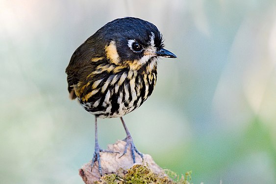 "Crescent-faced_Antpitta.jpg" by User:Zieger M