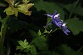 Delphinium trolliifolium