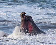 Elephant seals off the Piedras Blancas Light Station.jpg