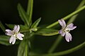 Epilobium glaberrimum