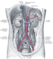 English: Ureters are colored Polski: Koloryzowane (zaznaczone) moczowody