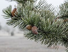 Jardín Botánico Olarizu - Pinus nigra - Hojas y piña 01.jpg