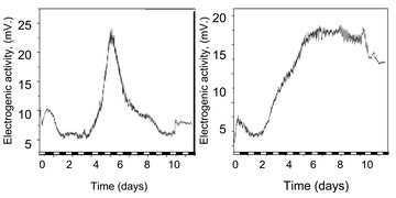 Light-Dependent-Electrogenic-Activity-of-Cyanobacteria-pone.0010821.s001.tif