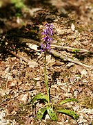 Orchis mascula