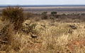 Papio cynocephalus (Yellow Baboon) group in Tsavo East National Park, Kenya.