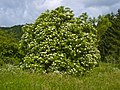 osmwiki:File:Sambucus nigra 004.jpg