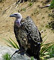 Vulture at Safari Park