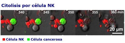 Cel NK Citolisis de cáncer.png