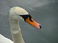 Mute swan's head (Gdańsk/Poland)