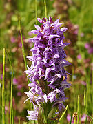   Dactylorhiza majalis subsp. majalis