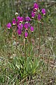 Dodecatheon poeticum