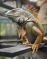 Green Iguana (Iguana iguana), Green Iguana Conservation Project, San Ignacio