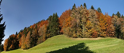 Mischwald Herbst Panorama.jpg