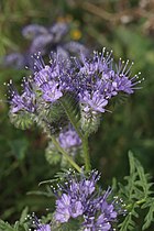 Phacelia tanacetifolia