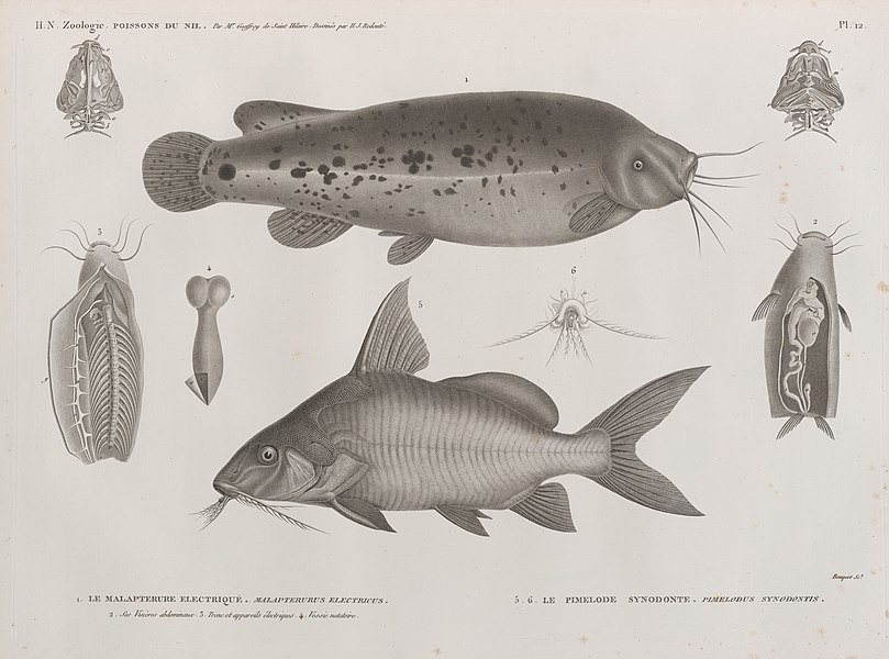 Pl.12 - 1. Le Malapterure electrique (Malapterurus electricus) 2. ses viscères abdominaux, 3. tronc et appareils, 4. vessi natatoire 5.6. Le Pimelode synodonte