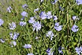 Cichorium intybus